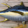 Yellowfin Tuna - Seafood Delicacy