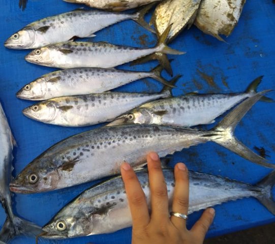 Spotted Spanish Mackerel - Seafood Delicacy